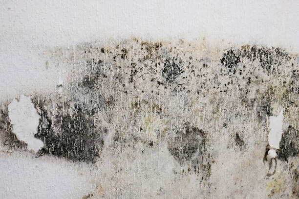 istock white wallpaper on the walls is moldy. black mold 1293583682