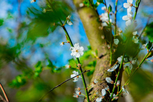 March spring time season environment space scenic view white blossom flower on tree branch colorful nature clear weather day time photography