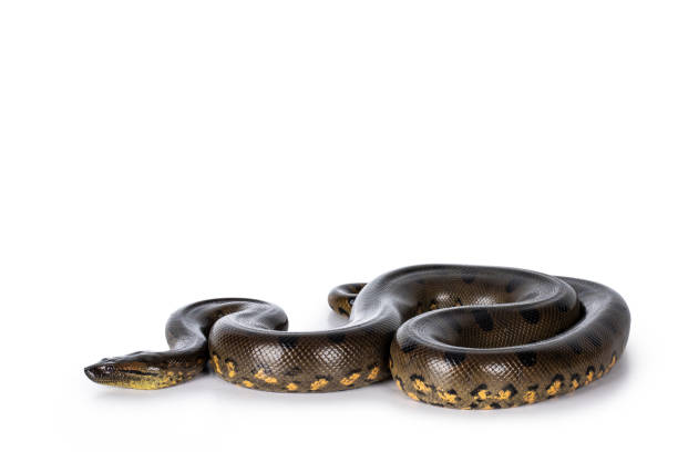 Green Anaconda snake on white Young Green Anaconda aka Eunectus murinus snake. Isolated on white background. anaconda snake stock pictures, royalty-free photos & images