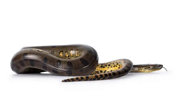 Photo of Green Anaconda snake on white