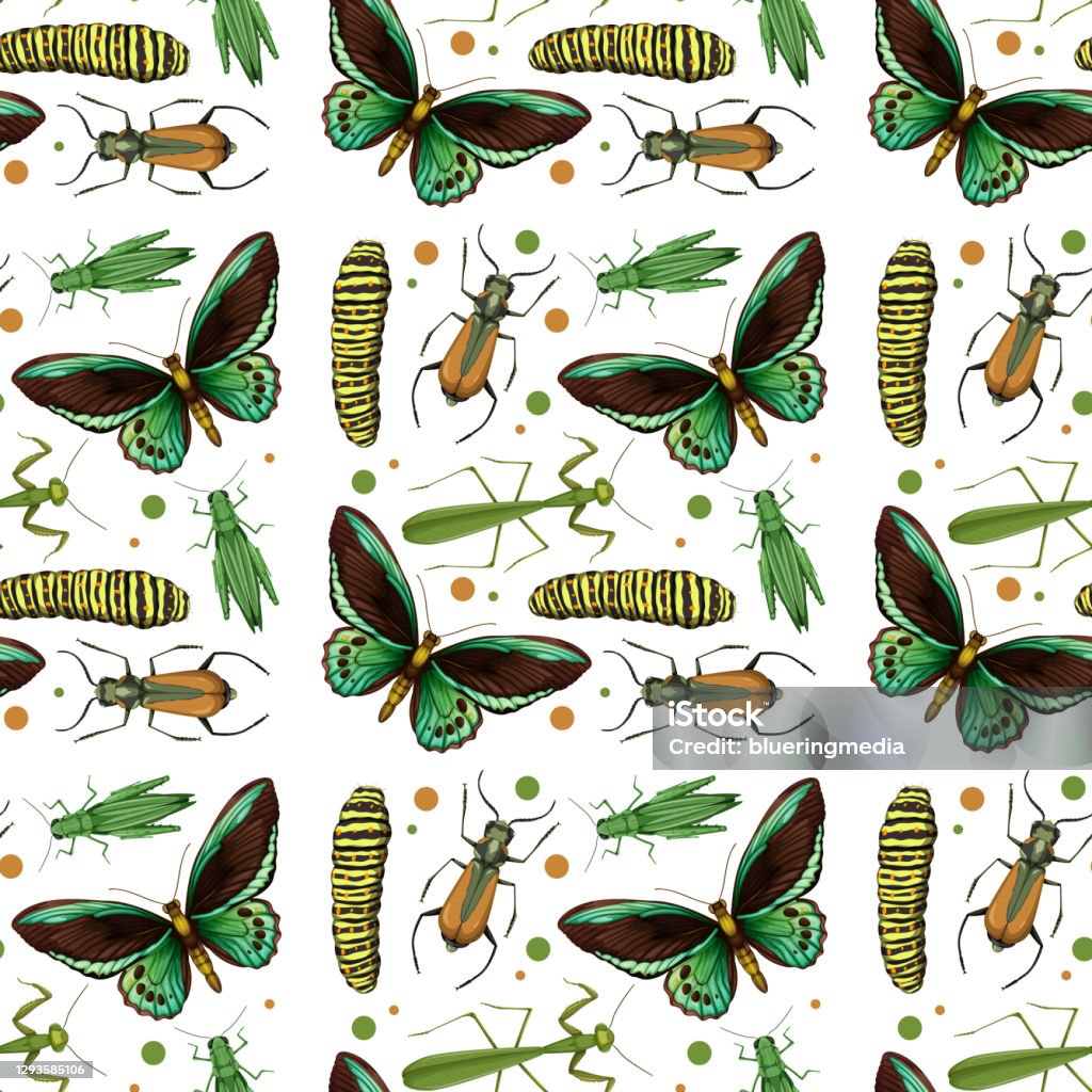 Distinctly Patterned Insects Different Insects Seamless Pattern White Background Stock Illustration ...