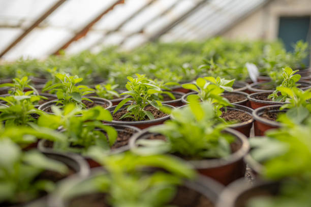 istock Many green leafy sprouts in pots. Spring gardening routine 1293585153
