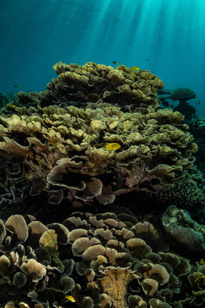 istock Green turtle of Mayotte 1293585375