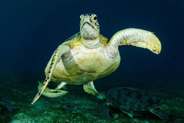 istock Green turtle of Mayotte 1293585385