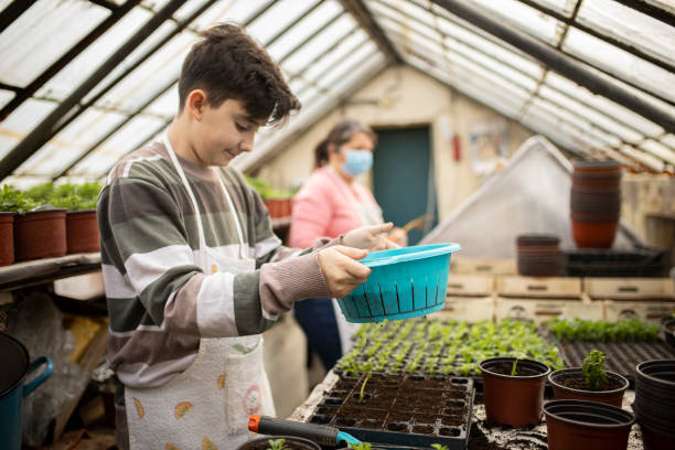 abuela y su nieto cultivando y plantando en casa verde - leaf vegetable salad child spring fotografías e imágenes de stock