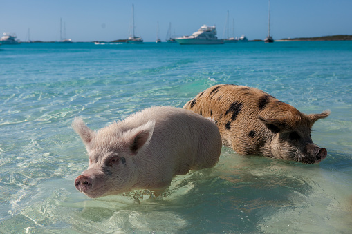 Swimmig pigs from Big Major Cay are a famous tourist attraction.