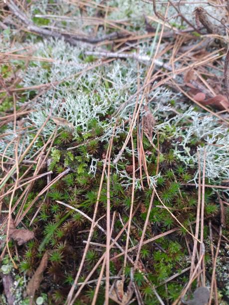 istock autumn forest mountain strawberries mosses and gorgeous colors 1293586405
