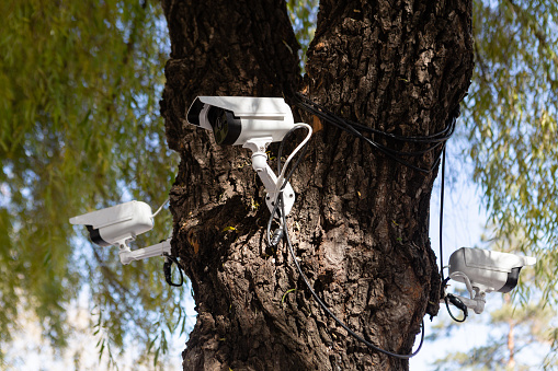 CCTV security camera mounted on a tree