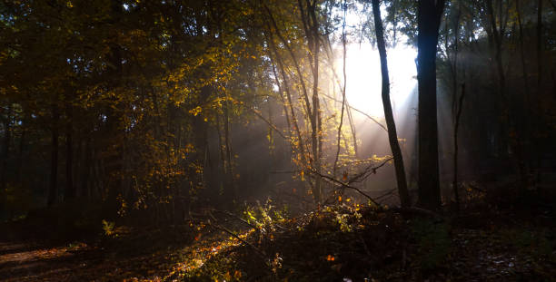 istock Scenic view of sunbeams in forest 1293588338