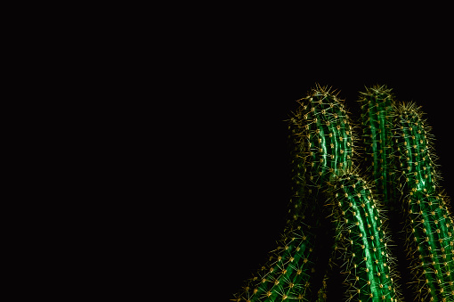 Cactuses with right-bias framing on black background