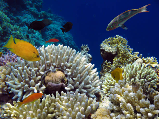istock Fish and Corel Reef with Fire and Hard Coral 1293590493