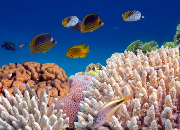 火とハードコーラルの魚とコレル礁 - corel reef ストックフォトと画像