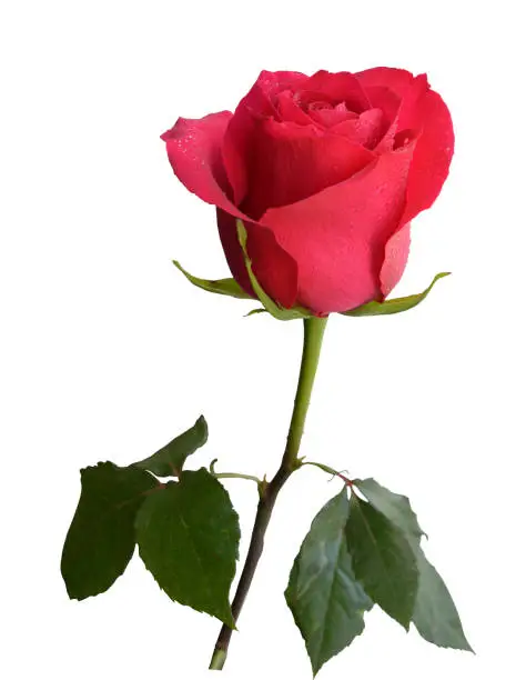 pink rose bud with leaves, delicate flower, white background