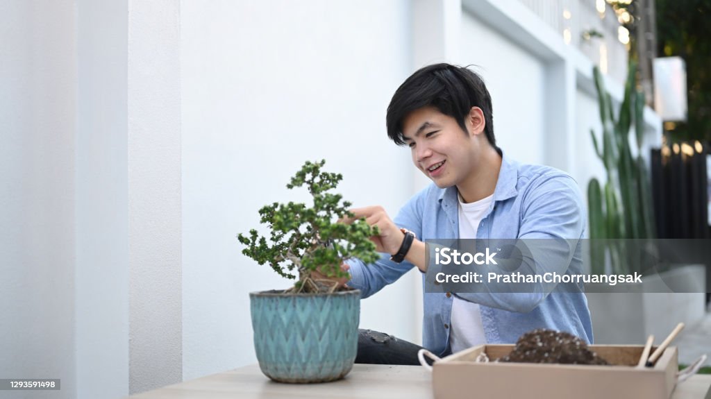 Portrait of happy gardener holding special scissors pruning wood branches bonsai at home. Bonsai Tree Stock Photo