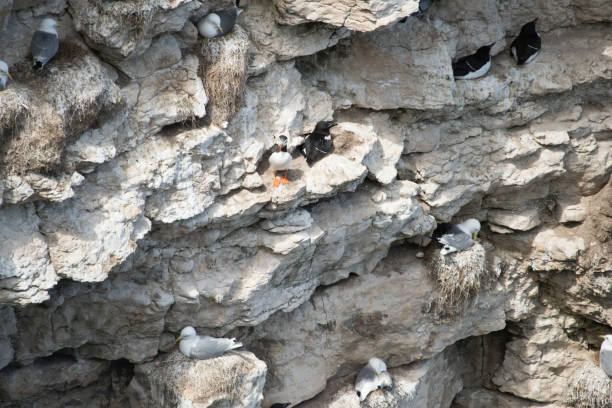 istock Sea bird colony at  Flamborough Cliffs, Yorkshire 1293592498