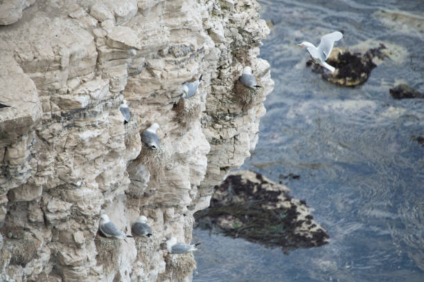 The sea bird colony at  Flamborough Cliffs, Yorkshire houses puffins, gulls, guillemots and gannets