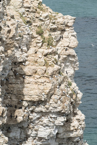 istock Sea bird colony at  Flamborough Cliffs, Yorkshire 1293592510