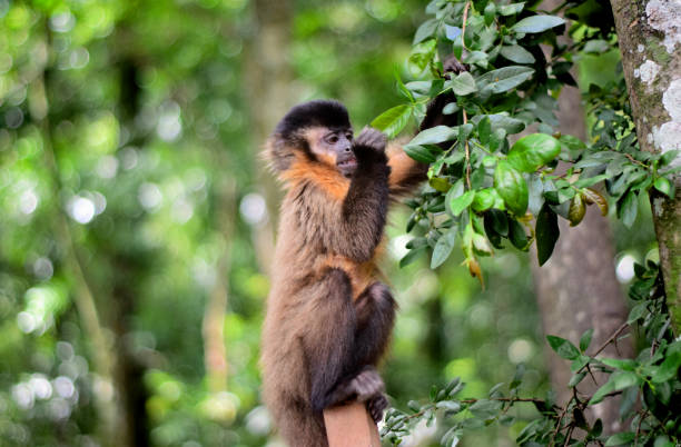 istock Little monkey in the woods 1293593474