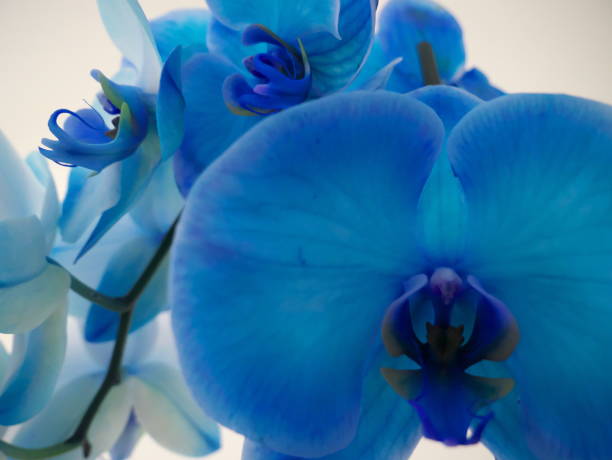 istock Abstract background on a blue and yellow orchid 1293594386