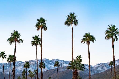 Snow dusts the San Jacinto mountains in contrast to the palm trees outside Palm Springs, California.
