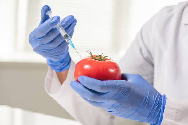 научный исследователь с красными спелыми помидорами делает инъекцию во время эксперимента - genetic research men chemical protective glove стоковые фото и изображения