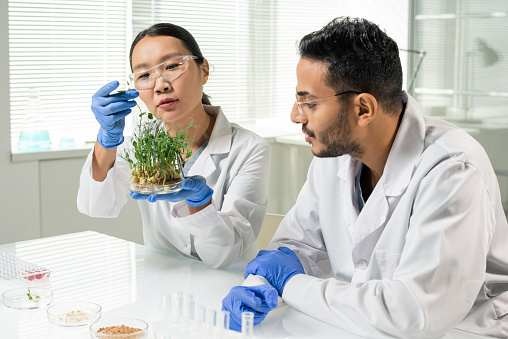 Young laboratory worker in gloves and whitecoat holding green lab-grown soy sprouts growing in petri dish while her colleague looking at them