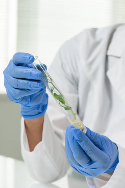 istock Hands of laboratory worker holding flask containing green lab-grown soy sprout 1293595580