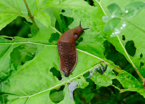 istock closeup of a spanish slug 1293596207