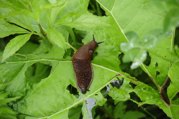 istock closeup of a spanish slug 1293596265