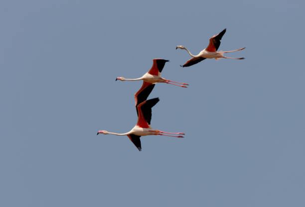 istock Greater Flamingo 1293597412