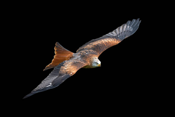 istock Red Kite (Milvus milvus) rapture in flight cut out and isolated on a black background 1293597436