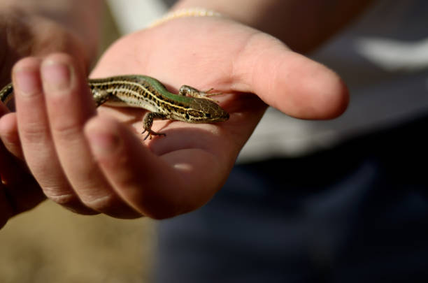 the small lizard in a children`s hand