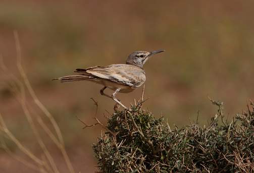Greater Hoopoe-lark (Alaemon alaudipes alaudipes) adult perched on bush on a windy day\