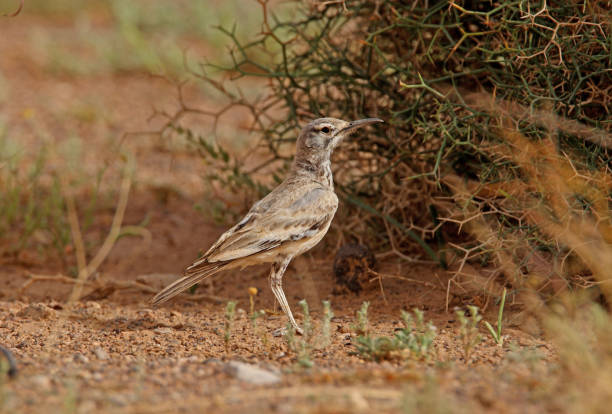 istock Greater Hoopoe-lark 1293598266