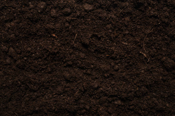 istock Black land for plant background. 1293599506