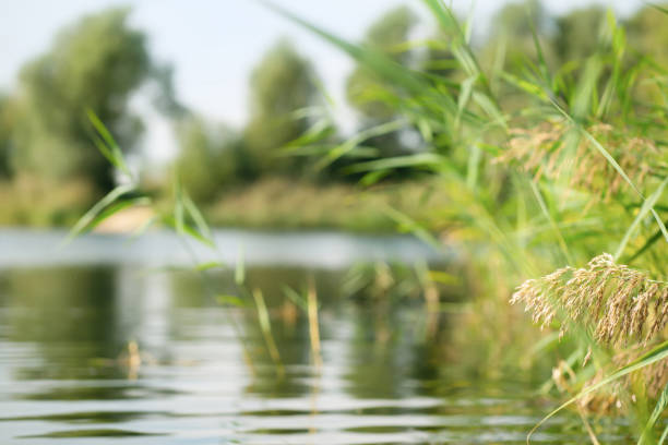 cañas en primer plano del paisaje acuático borroso en el día de verano, belleza en la naturaleza, tranquilidad en la orilla del lago - ribera fotografías e imágenes de stock