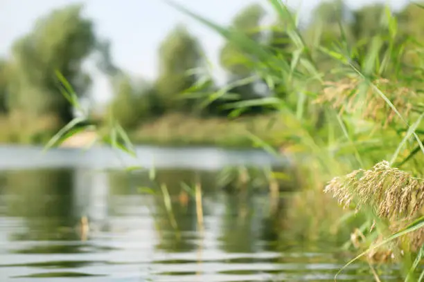 Photo of reeds in foreground of the blurred waterscape at the summerday, beauty in nature, tranquility at the lakeside