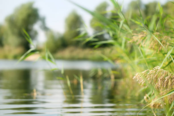 reeds in foreground of the blurred waterscape at the summerday, beauty in nature, tranquility at the lakeside - riverbank imagens e fotografias de stock