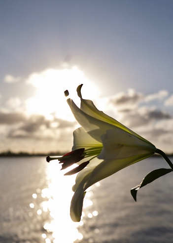 White lily poinnsed over intercoastal waters with sunset as backdrop