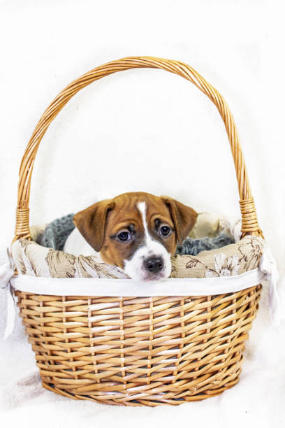 istock cute jack russell terrier puppy sitting in easter wicker basket, horizontal 1293602861