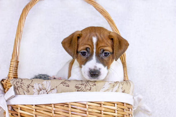 istock cute jack russell terrier puppy sitting in easter basket, horizontal 1293602863