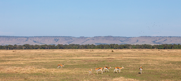 Grouo of Thompson gazelle on East African savannah in game reseve, Kenya. Panorama with blue sky.