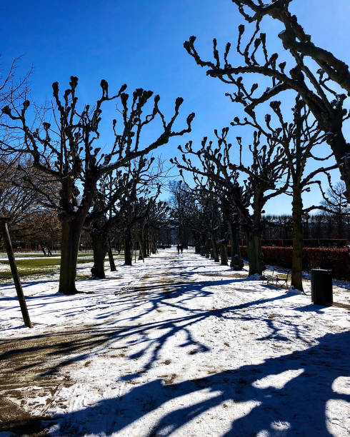 Trees without leaves look sad