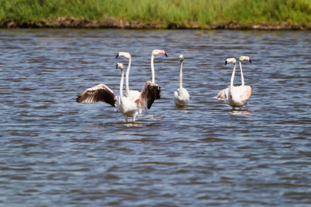 Photo of a group of flamingos in the water.