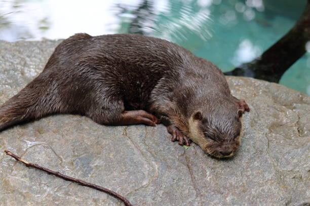 istock Oriental small-clawed otter, take a nap after playing 1293605620