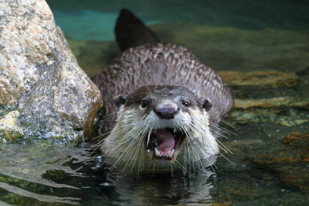 istock African clawless otter, sharp fangs, in the mouth 1293605638