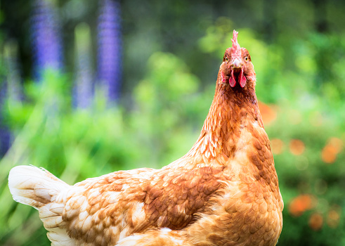 Hen feed on traditional rural barnyard. Close up of chicken standing on barn yard with green grass. Free range poultry farming concept.