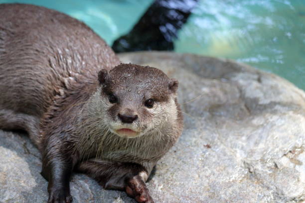 istock Asian small-clawed otter, adorable, on a rock 1293606706