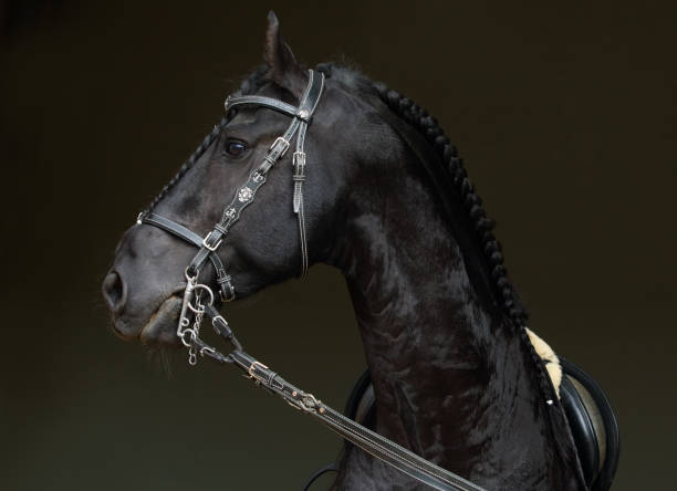 friesian black horse portrait in a dark stable - halter top imagens e fotografias de stock