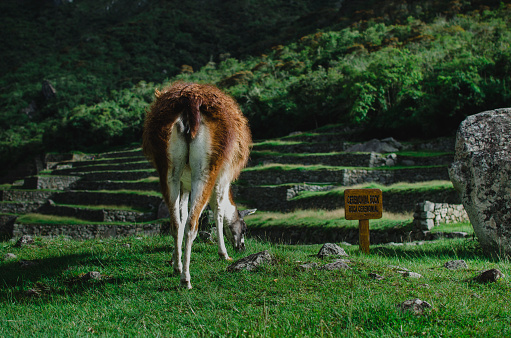 Stock photo of a red llama eating grass next to a wooden sign. There is a stone sculpture.